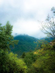 Misty mountain forest