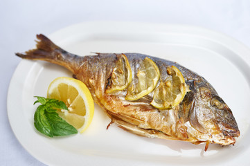 Grilled Dorado with spinach on white plate studio shot