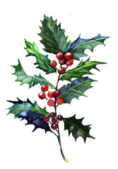 Holly watercolor