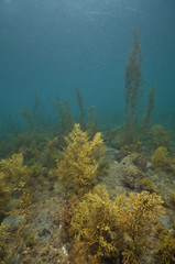 Fototapeta na wymiar Brown seaweed with pneumatocysts in shallow water of Matheson Bay.