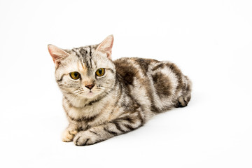 cat on white background