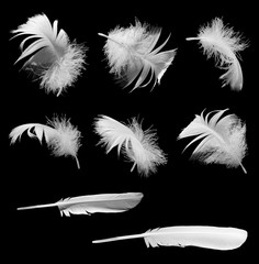 Fototapeta premium Feathers, fluffs isolated on black background