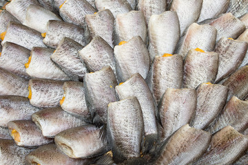 Snakeskin Gourami Fish,Pla Salit fish (Trichogaster pectoralis)