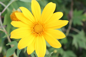 Bua tong flowers at Moh, Lampang in Thailand