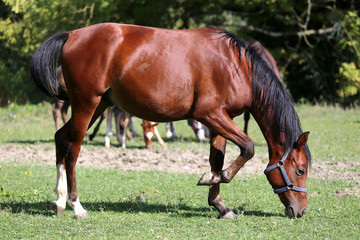 Thoroughbred young arabian horse graze on summer meadow