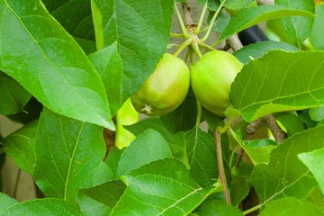 Green apple fruit