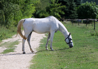 Peaceful rural landscape with grey horse grazing fresh green gra