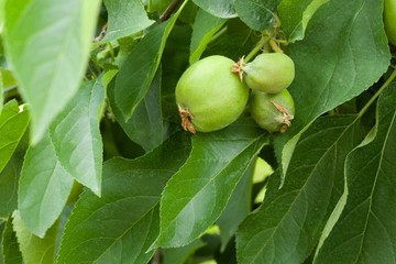 Green apple fruit
