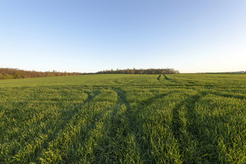 immature cereals , field
