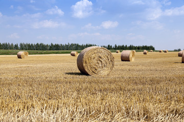 Fototapeta premium harvesting cereals. bales 