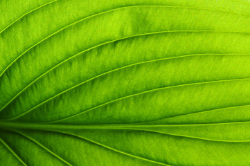  green leaf texture