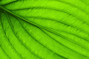  green leaf texture