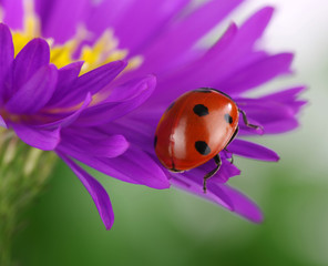 Naklejka premium Ladybug