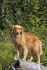 Obraz premium Golden Retriever standing on log