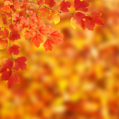 Fototapeta na wymiar branch with autumn leaves
