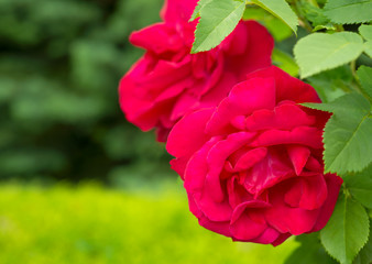 Flowers red  roses