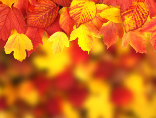  branch with autumn leaves