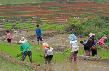 people are harvesting the paddy field