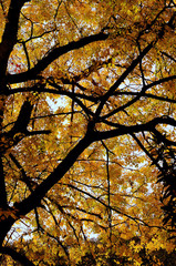 tree branches with leaves seen from below