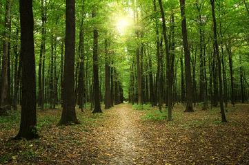 Forêt avec la lumière du soleil