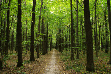 Fototapeta premium Trees