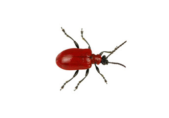 red beetle
