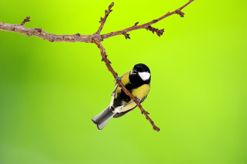 Great tit