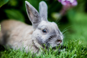 Hase auf Wiese 