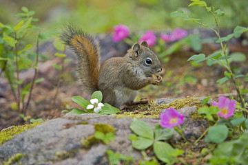 Baby Red Squirrel  on forest ground feeding