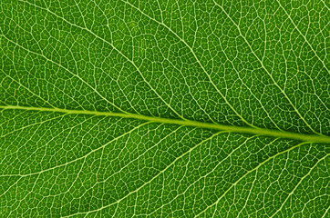  green leaf texture