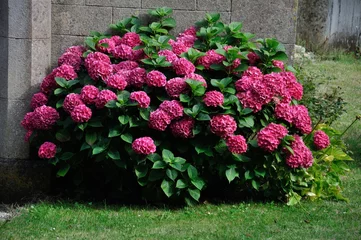 Foto auf Alu-Dibond Blumen und Pflanzen Hortensienbusch
