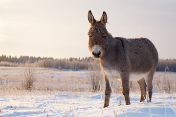 gray donkey
