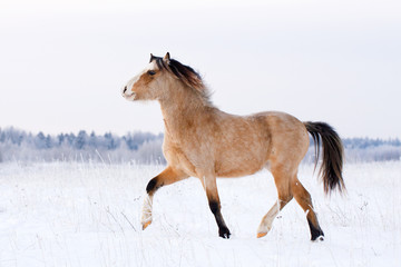 welsh pony run