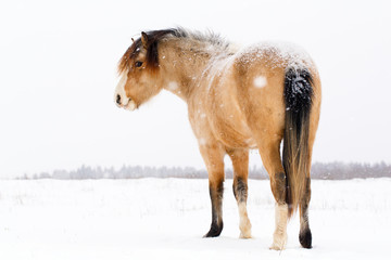 Fototapeta na wymiar welsh pony at winter