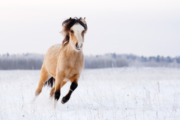 welsh pony run