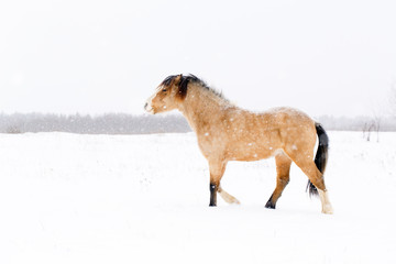 Fototapeta na wymiar welsh pony at winter