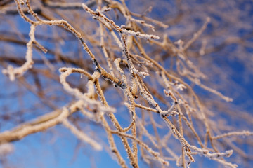 rime on branches of a tree