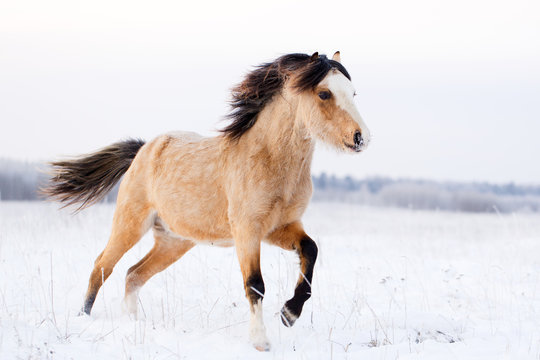 Welsh Pony Run