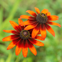 Flower rudbeckia