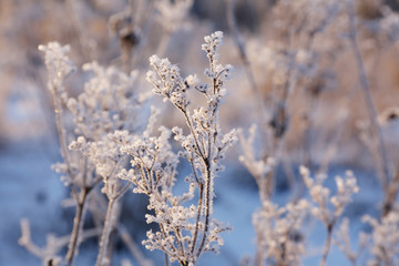 rime on plants