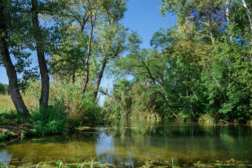 Fototapeta na wymiar River among the trees