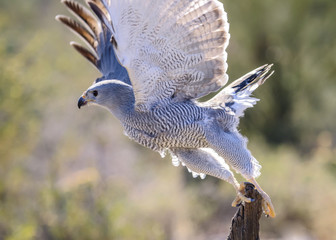 Grey Hawk