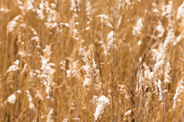 autumn grass,  close-up  © rsooll
