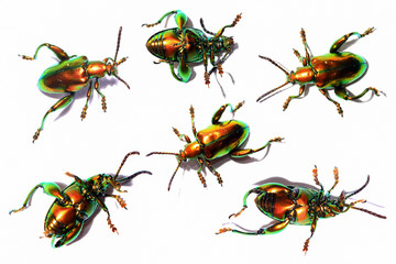 sagra buqueti, insect beetle set action collection isolated on w