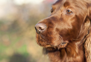 Nose of a beautiful Irish Setter dog
