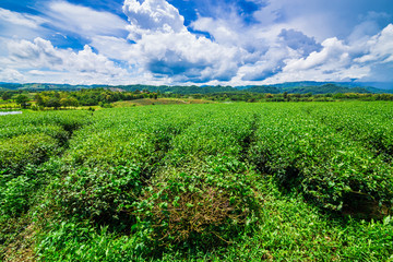 Terrace of green tea fileds