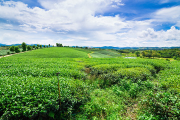 Fototapeta na wymiar Tea fields on mountain