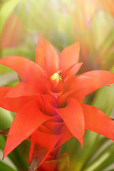 Red bromeliad flower