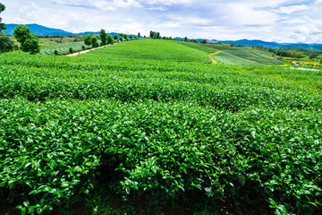 Fototapeta na wymiar Tea fields on mountain
