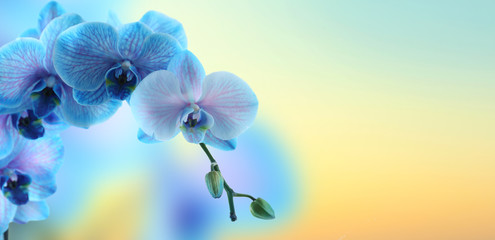Fototapeta na wymiar Beautiful blue orchid on blue background with space for text